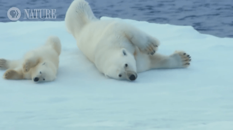 How Polar Bears Dry Off