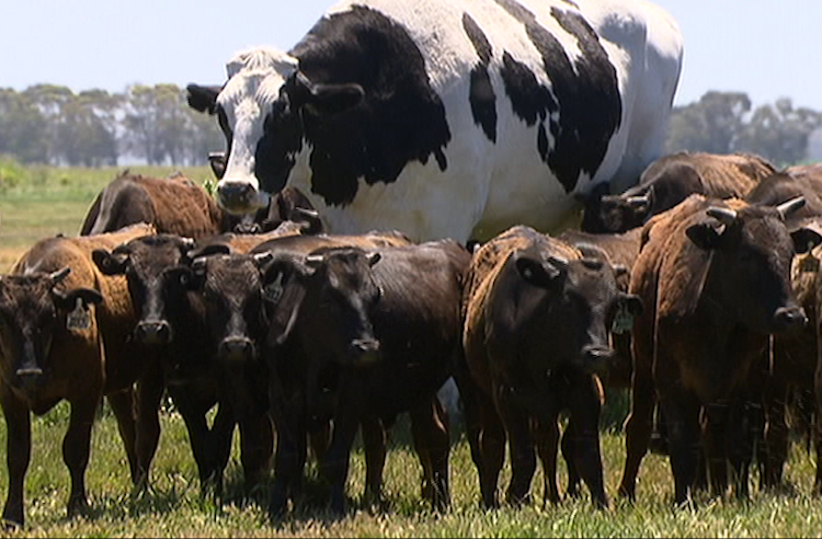 Knickers the Tallest Cow in Australia
