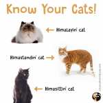 Know Your Cats