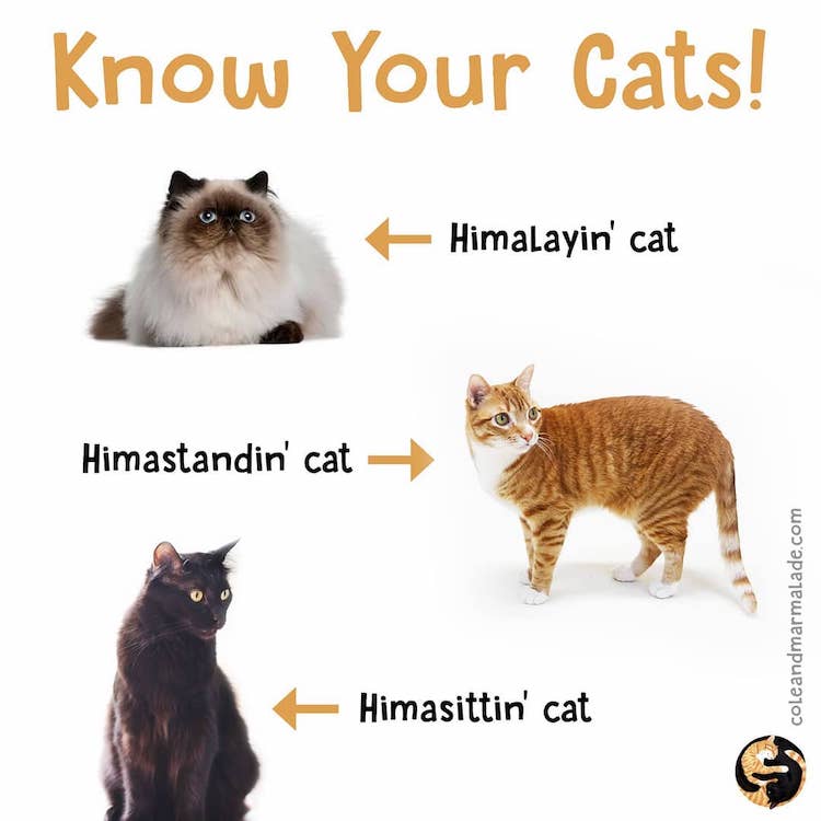 Know Your Cats