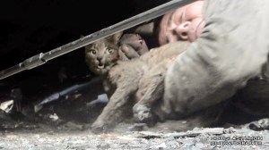 Man Rescues Burned Cat Under Car Camp Fire 2018