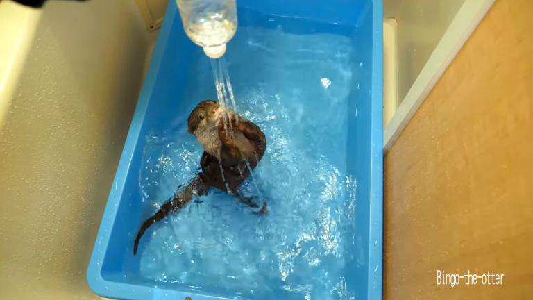 Otter Water Bottle Shower