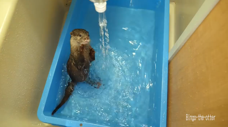 Otter-Water-Bottle-Shower.png