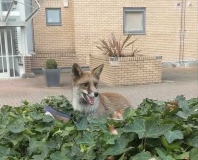 Playful-Fox-Cub-Hedges-.png