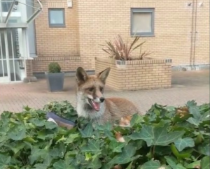 Fox Cub Plays in Hedges