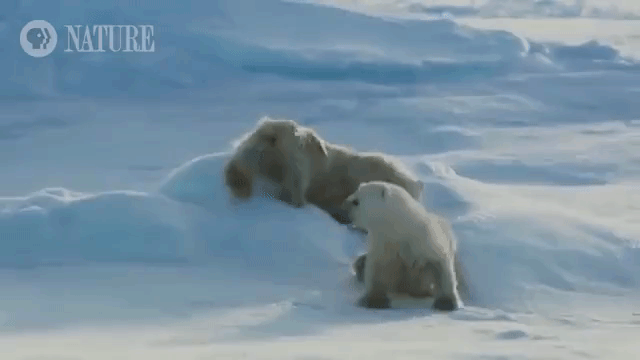 Polar Bear Drying Fur Off in Snow After Swim