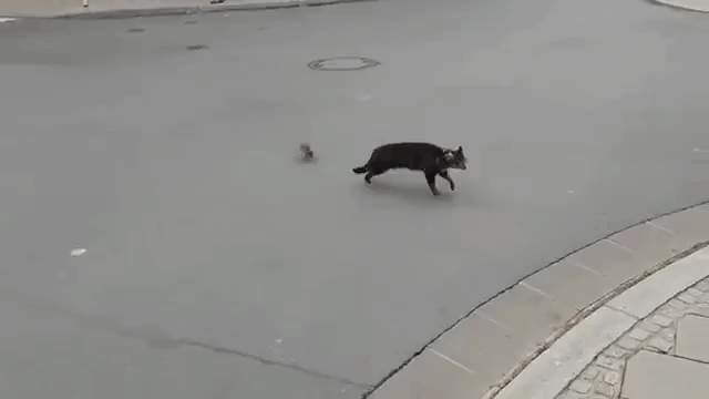 Rat Chases Cat Who Was Chasing Rat
