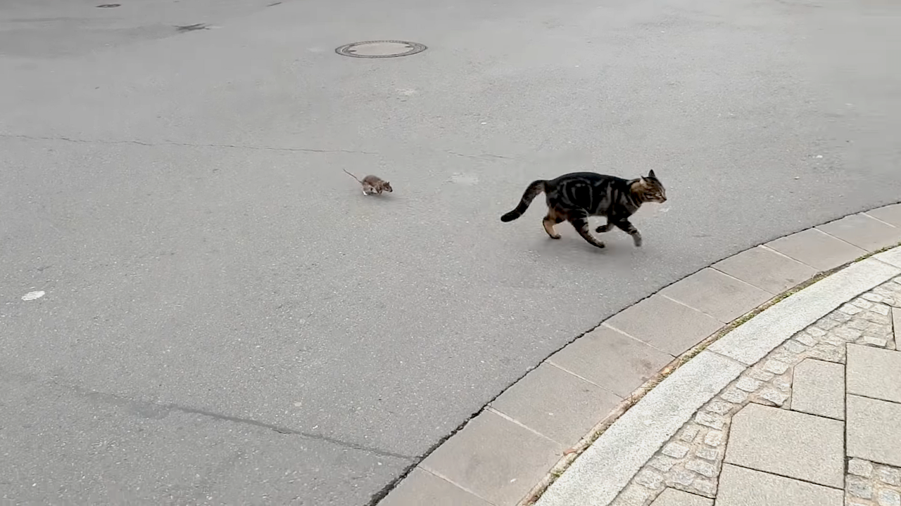 Прыжок мыши. Кот нападает. Кот гонится за мышью.