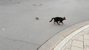 Rat Chases Cat