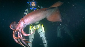 Steve Backshall and Humboldt Squid