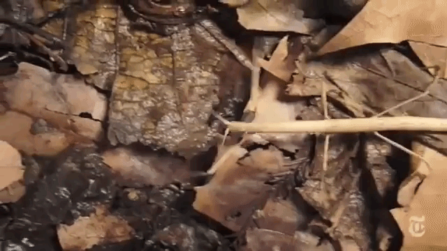 Stick Insect Walking