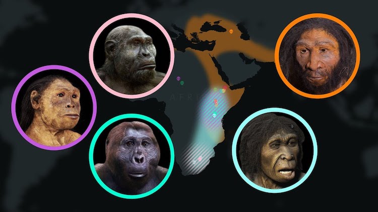 An Animated Timeline of Human Evolution Over Seven Million Years as ...