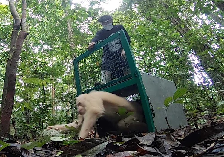 Alba Orangutan Released Into Wild