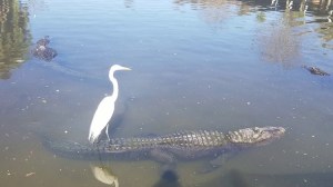 Bird Riding on Alligator Tail Orlando Florida Gatorland
