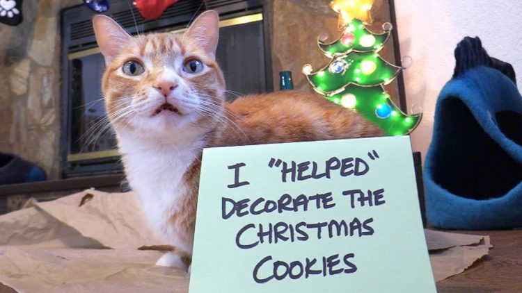 Cole-Marmalade-Cookies-Shaming-e15456912