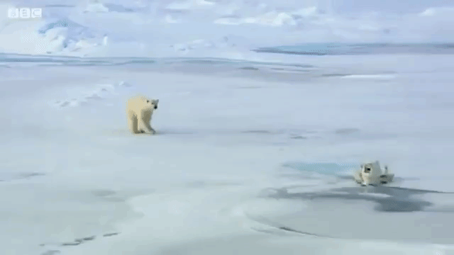 Decoy Snowball Cam Blizzard Cam Polar Bears Spy