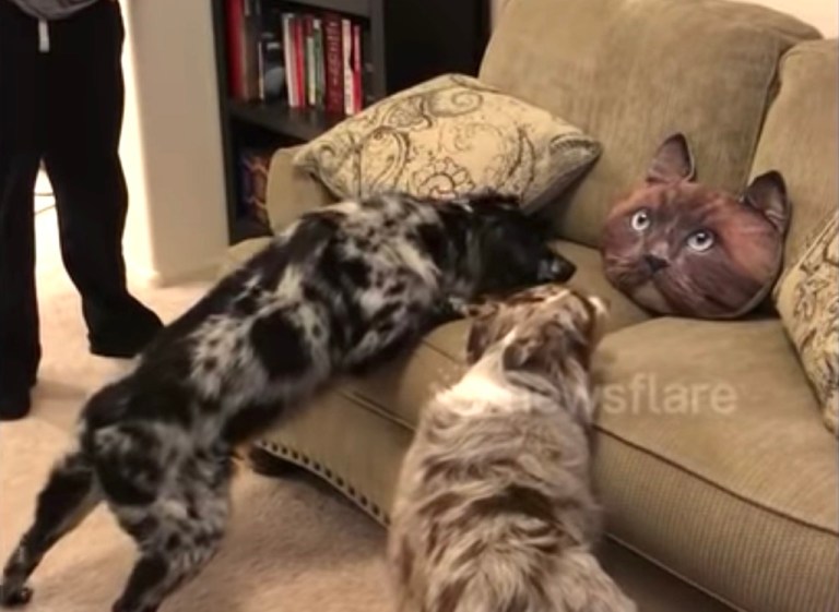 Dogs Spooked by Cat Pillow