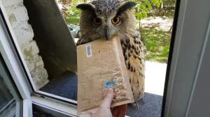 Eagle Owl Delivers Letter