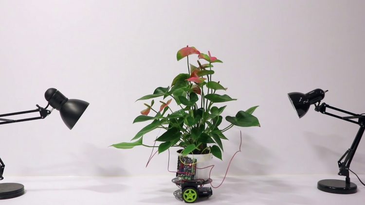 Elowan-Hybrid-Plant-Powered-Robot-e15444