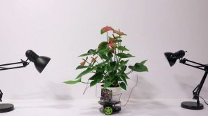 Elowan Hybrid Plant Powered Robot