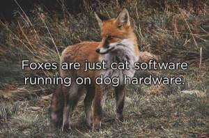 Foxes Dog Cat
