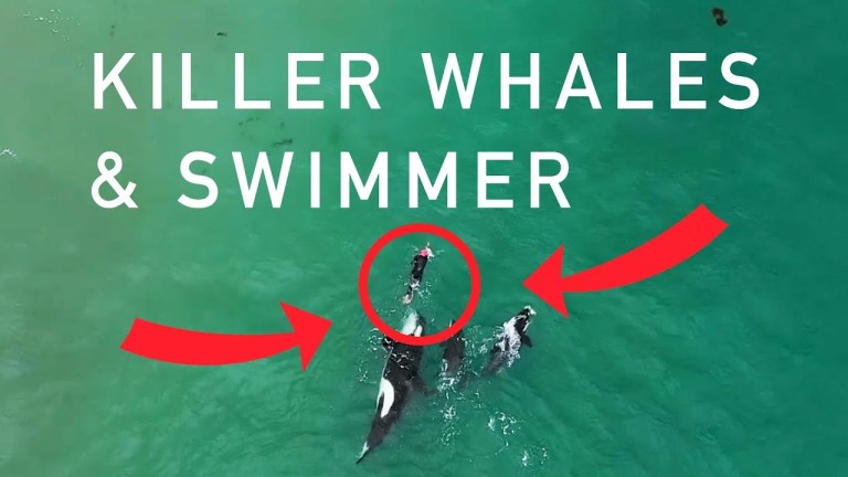 Killer Whales and Swimmer