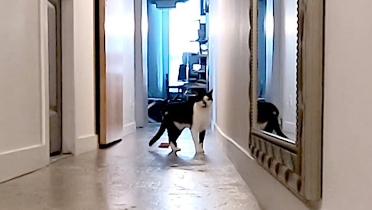 Kodi the Cat Lonely Meowing Human Front Door