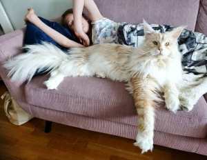 Lotus the Maine Coon on Couch With Human