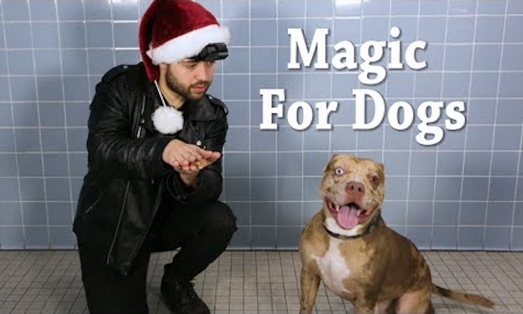 Magic For Dogs