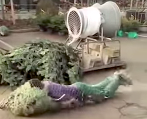Man Dives Into Christmas Tree Packaging Machine
