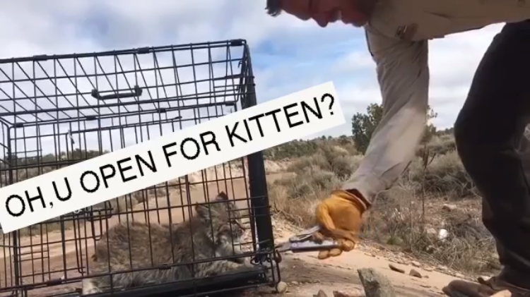 Oh-U-Open-for-Kitten.png