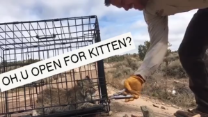 Oh U Open for Kitten