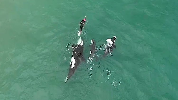 Orcas-and-Swimmer-on-New-Zealand-Beach.j