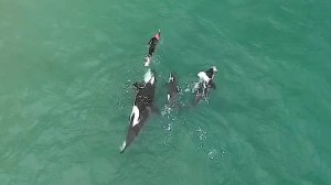 Orcas and Swimmer on New Zealand Beach