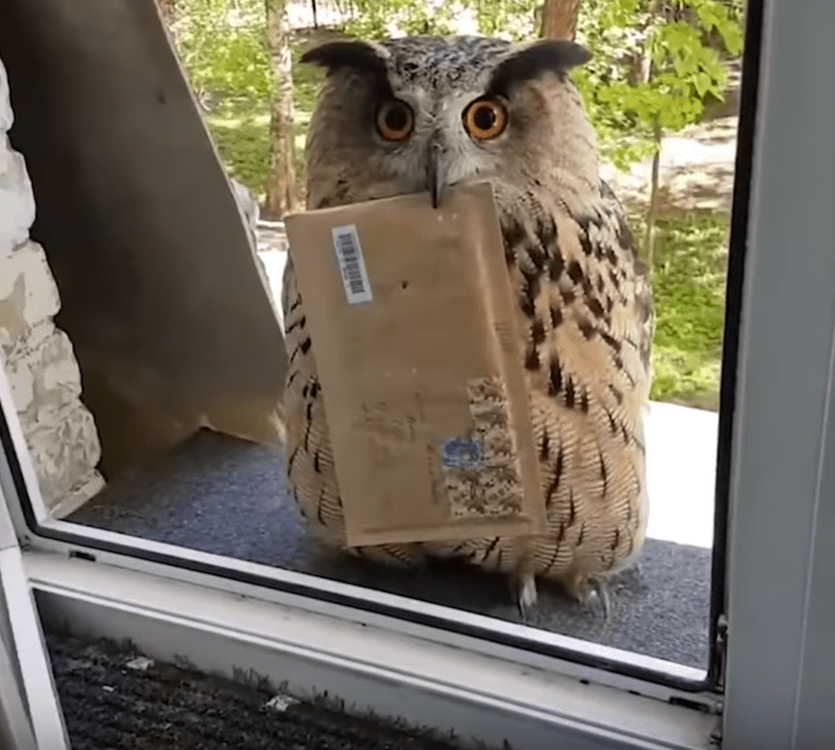 Owl Delivers Letter