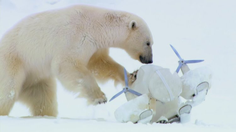 Polar Bear Blizzard Cam BBC Spy in the Snow