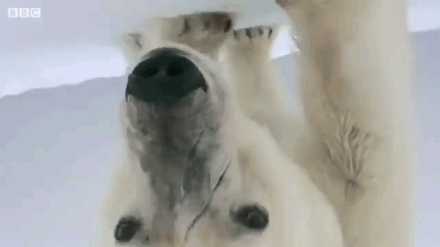 Polar Bear Snowball Cam Soccer