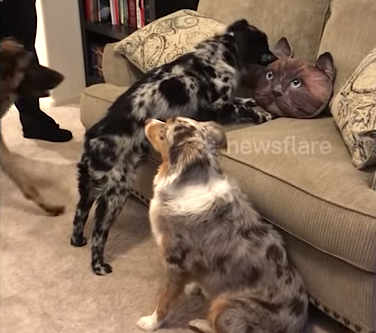 Trio-of-Spooked-Dogs-Cat-Pillow.png