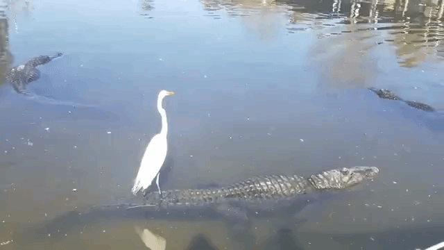White Bird Riding Alligator Orlando Florida