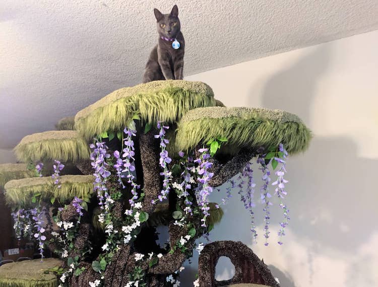 Wolfie Atop Tolkien Cat Tree