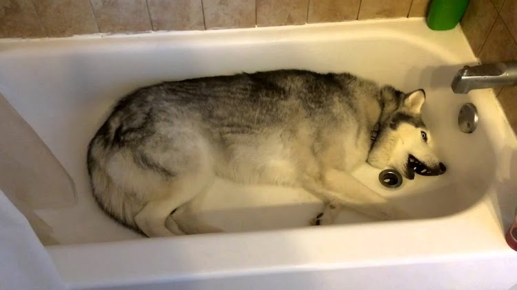 Zeus-the-Stubborn-Husky-Bath-Not-Walk.jp