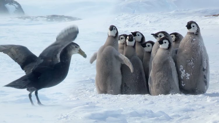 Baby Emperor Penguin Chicks Defensive Circle