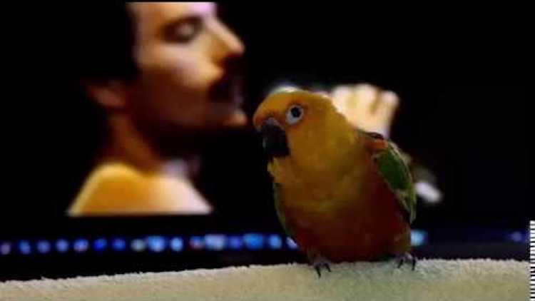 Bird-Dances-to-Freddie-Mercury-Another-O