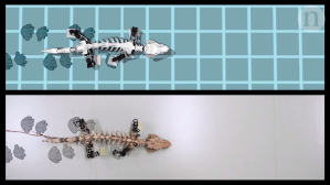 Bringing a fossil to life_ Reverse engineering locomotion