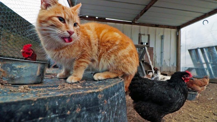 Cat Lives With Chickens