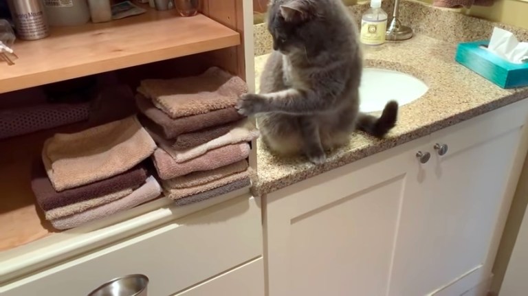 Cat Pull Hand Towels Off Shelf