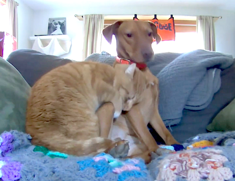 Cat Snuggles With Dog on Couch