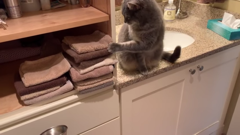 Cat Throws Stack of Hand Towels on the Floor