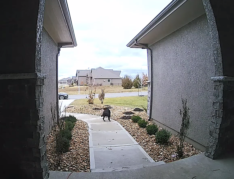 Deer Plays 'Leap Dog' With Family Pet in Kansas