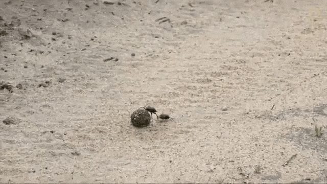 Dung Beetle Battle